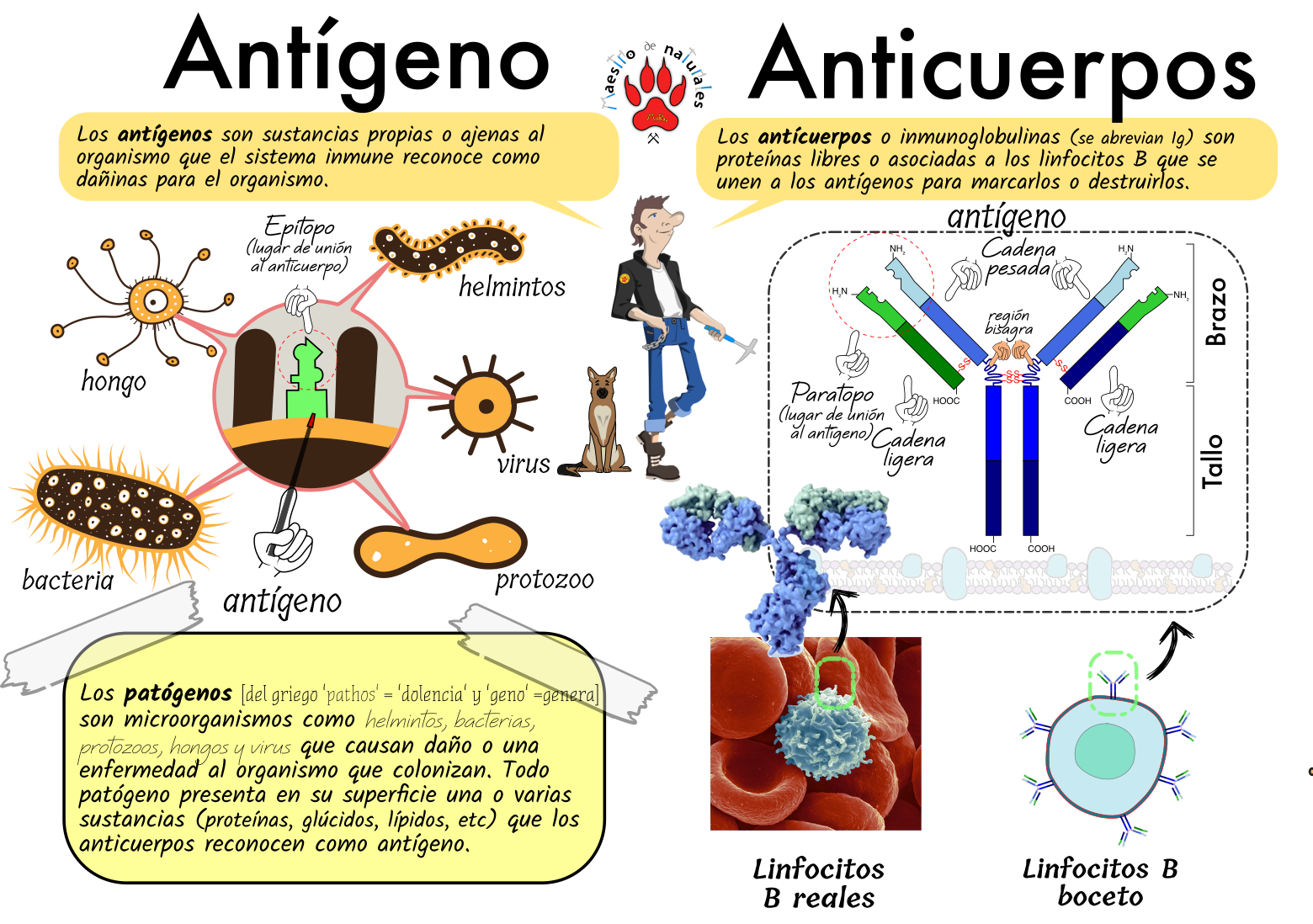 Qué Es Un Antígeno Y Un Anticuerpo